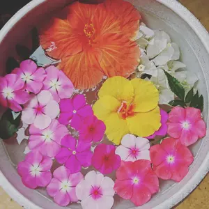 マスターバーニーエディション ラウンドバック未使用！ 郷ひろみ