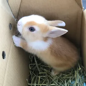 ダイニチ 石油ファンヒーター FX-72R2 分解清掃済！ キャスター追加