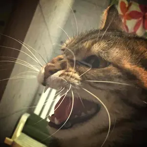 ゴローズ等に合う濃赤ホワイトハーツ ターコイズ 金パイプ金平ビーズ