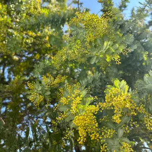 週末値下！Mystify Tシャツ Sサイズ サイン入り - メルカリ