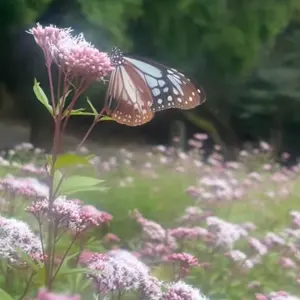 完動品・稀少】MINOLTA af-e クレージュモデル - メルカリ