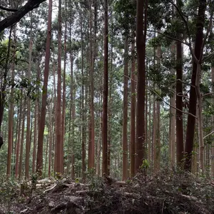 ヤングスキニー 直筆サイン入りチェキ かやゆー好きじゃないよ弾き語り