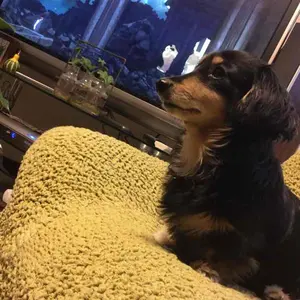 ハンドメイド ドイリー薔薇とカトレア らっちゃん様専用 - メルカリ