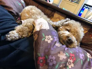 大賀ハスの種 10000粒 - メルカリ