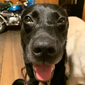 ウマ娘⭐︎ハルウララ☆交通安全御守☆ハルウララウマ娘 - メルカリ