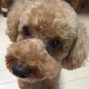 ◾️フリーホイーラーズ◾️カバーオール◾️アイアンオールズ