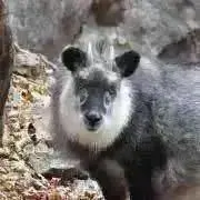 ミヤマツヤハダクワガタ ♂20.8〜20.9㎜ペア 標本 - メルカリ