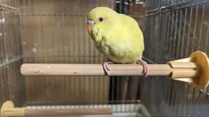 カリカミ@メッセージ不要!