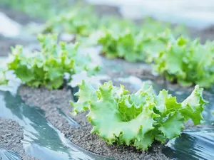 ヤーコン種芋 大量（100株相当） - メルカリ