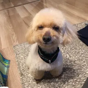 モールル 未開封 クラファン 幻の自主制作盤 CD 4+1枚 モールル 未開封 クラファン 幻の自主制作盤 CD 4+1枚 - メルカリ