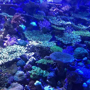 新品未使用 PIATTO ホットプレート グリーン 付属品あり - メルカリ