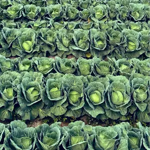 t.t. 大処分祭2026