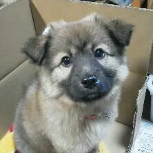 キオビオウサマムカシタマムシ - メルカリ