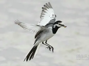 理容 ハサミ 【 RAY COSMOS 138 00225 】 - メルカリ