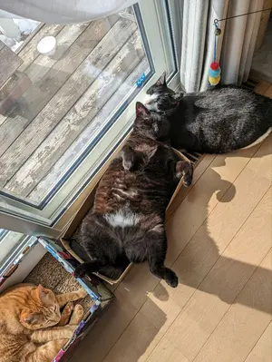 ホロライブ 6th fes. ランダムチェキ風カード 轟はじめ - メルカリ