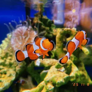 魚 水彩画 原画 木製額縁付き 手描き - メルカリ