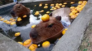 シマノ(SHIMANO) DEOqRE クランク 12s 175mm 32T - メルカリ