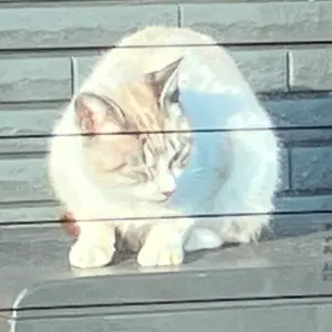 こい（断捨離中）