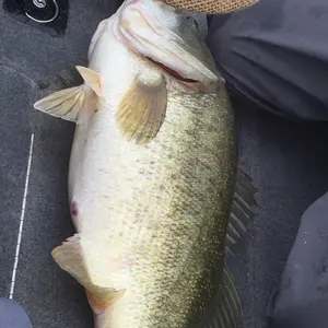 BILLABONG x MEGABASS カゲロウ124F - メルカリ