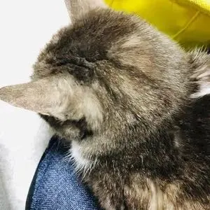 三毛猫ホームズの推理 Blu-ray BOX〈6枚組〉 - メルカリ