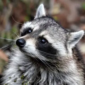 定価15800円 SO 大山シュン ストライプレギュラーカラーシャツ Mサイズ