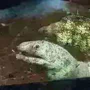 ギルティギア GBVSR Cygames Cup 2025 ラバーマット ビカラ - メルカリ