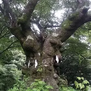 訳あり】エヴァンゲリオン 渚カヲル Mark.6 限定品キャディバッグ