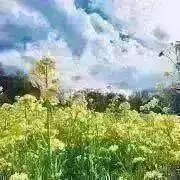 レモレモ☆プロフ要確認願います。