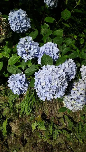 美品】ダナー ローズバーグクリスティー レザー チャッカブーツ 黒 US9