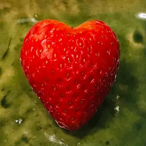 ぶうぶううさぎ