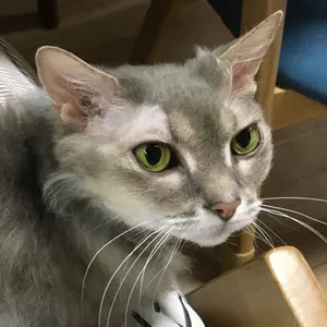 MAKI　ウィリンキー　cv.bogor benz super dwarf MAKI様専用 ウィリンキー cv.bogor benz super dwarf - メルカリ