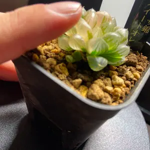 万象 クモの巣鮮明錦 超美株 糊斑 極上班 - メルカリ