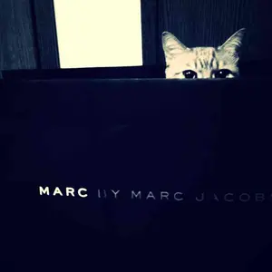 503my24◇希少 池田重子コレクション 猫 黒猫 キャッツアイ 袋帯◇美品