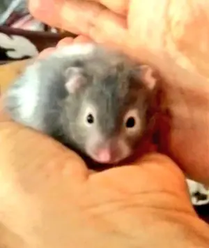 科捜研の女 榊まりこ ぬいぐるみ - メルカリ