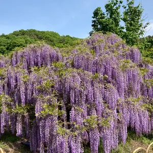専用　極上人物置物　358g/高さ14.5㎝　東Y7-0905③ 専用 極上人物置物 358g/高さ14.5㎝ 東Y7-0905③ - メルカリ