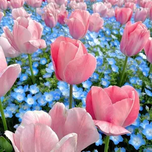 鐘ト銃声 狂ヰ散流 2024生誕限定ジャージ - メルカリ