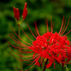 山中さわお RED BAT サングラス - メルカリ