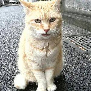オカヤマ 脳幹 NKクッション - メルカリ