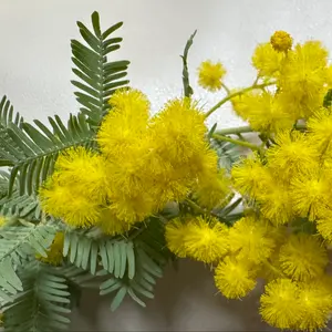 匿名配送 イコラブ 野口衣織 シナモンロールコラボ2025 直筆