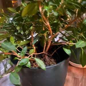 美品 2023年 5年長期保証レシート有 1年使用 冷凍庫 YRT-C14H1 - メルカリ