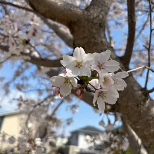 寄せ集め漫画や小説(ロシデレやスパイファミリーなど)、キャラ不明のフィギュア 寄せ集め漫画や小説(ロシデレやスパイファミリーなど)、キャラ