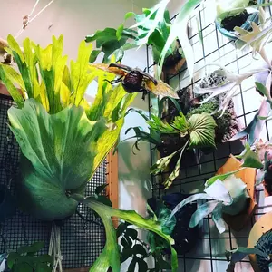 ビカクシダ P.willinckii Asurada Spore - メルカリ