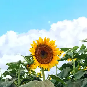 ＵＧ