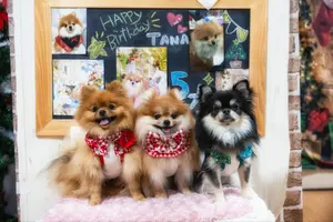 B392.pon2pan2☆オーダー☆犬お着物☆犬お引きずりお着物☆2ウェイ