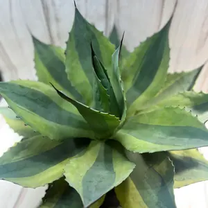 ② アガベ ユタエンシス エボリスピナ 陽炎 ロングスパイン 丸型