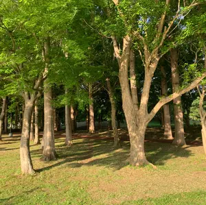 ゆきのさつき 直筆サイン色紙 【園崎魅音・園崎詩音】ひぐらし命