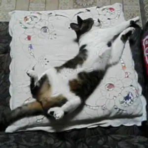 L*)様 新品未使用　フラメンコ　あいあい　黒ブラウス　胸元フリル　スタンドカラ 新品未使用 フラメンコ あいあい 黒ブラウス 胸元フリル