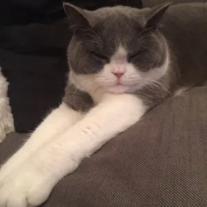 Tiffany & Co. 猫の陶器置物 - メルカリ