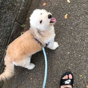 爽やかレモン