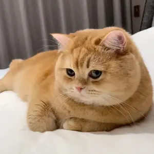 明代斗彩意匠　蓋付罐 　陶器 弥満丈欅窯 ふた付かめ(3合) 無釉 ｜のレン神楽坂【公式通販】発酵